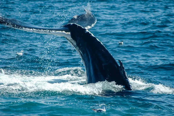 クジラの尻尾が宙に舞う — ストック写真