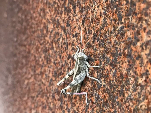 Naturaleza Hermosa Saltamontes Posa Una Tubería Oxidada —  Fotos de Stock