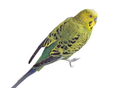 Budgerigar papağanı beyaz üzerine izole edilmiş (Melopsittacus undulatus)