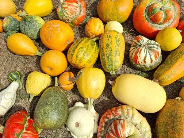 Çeşitli renkte kabak yığınları