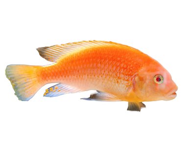 Kırmızı zebra ciklet balığı beyaza izole edilmiş.