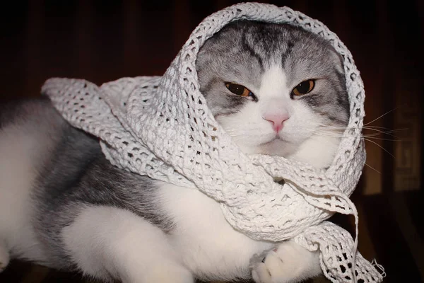 Scottish fold cat is sick and lies wrapped in a shawl. Pet lying on the couch with clothes thrown on top