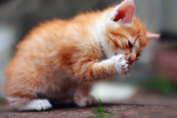 Red kitten cleans white dirty paw Little cat washes after eating outdoors. Pet licks the dirt from the claws