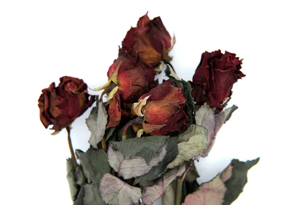 Wilted flowers on a white isolated background. Dead roses that were once a red wedding bouquet