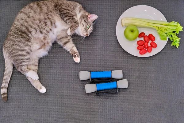 A big fat cat lies on a sports mat next to a plate with an apple and celery. The concept of proper nutrition, diet and fitness training quarantined from coronavirus.