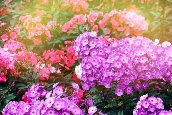 Purple and red hydrangea flowers in the sunshine, closeup