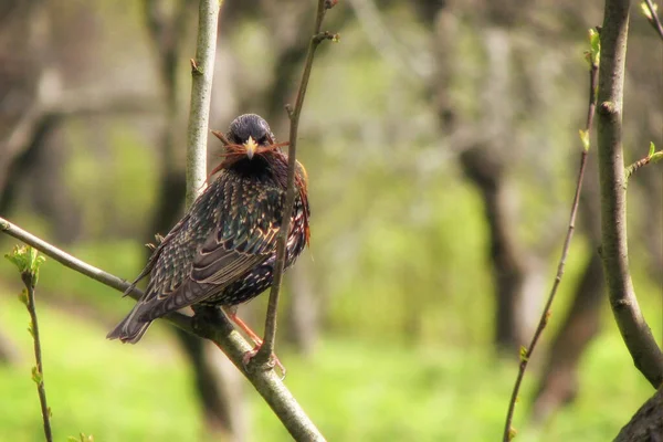 Starling builds a nest in spring. A bird with dark plumage sits on a branch in the wild. Starling with grass in its beak to build a nest.