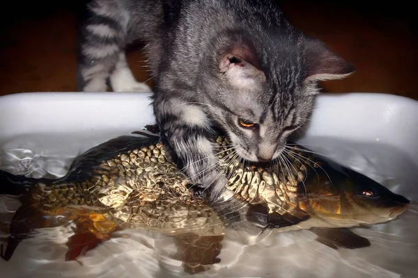 Grey kitten hunts big fish. Little cat trying to catch carp. Prey the predator can not handle. The funny pet is trying to pull the fish out of the water