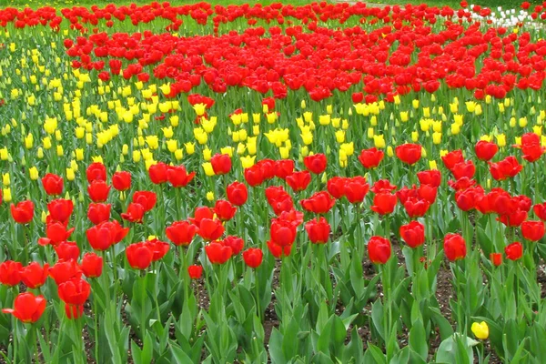 A flower bed of red with white tulips. Blooming flowers in a city park. Many beautiful spring flowers.