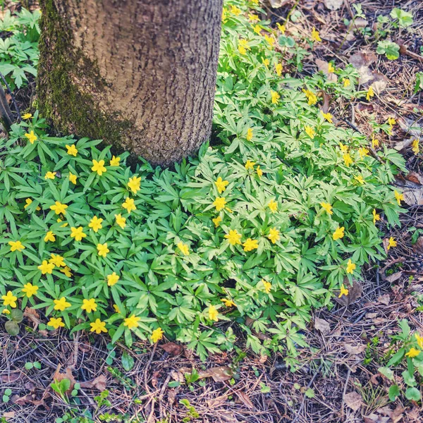 Anemone ranunculoides is a plant in the Buttercup family, a species of the genus anemone. Small yellow flowers grow around a tree in the forest.