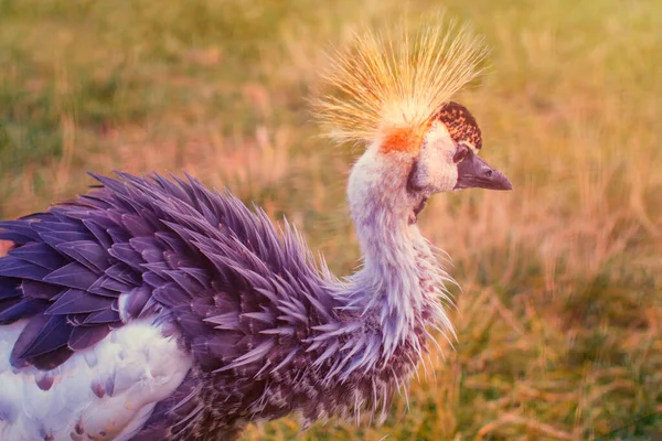 Crowned crane close-up. Macro photo of a bird with a crown of feathers on its head. Portrait of crowned crane in the wild.