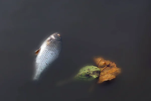 Pestilence fish in river with environmental problems. Roach is killed in the shallows of rivers and lakes. Dead fish in the river because water pollution.