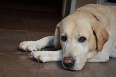 Yerde yatan sarı bir labrador.