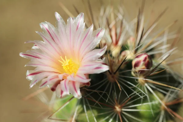 Thelocactus Lausseri Açan Bir Çiçek Kırmızı Çizgili Beyaz Bir Renge Telifsiz Stok Imajlar