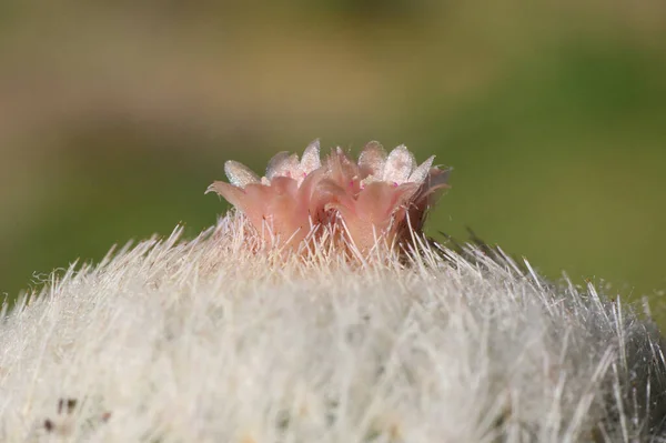 Epithelantha Micromeris Side View Detail Pink Flowers — Stock Photo, Image