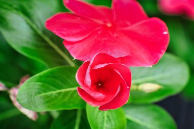 Güzel Macro Shot Flowers - Bir resim bin kelimeye bedeldir