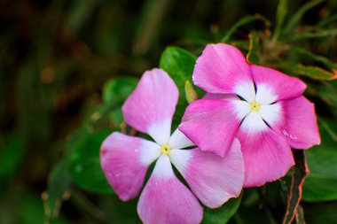 Güzel Macro Shot Flowers - Bir resim bin kelimeye bedeldir