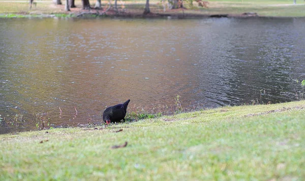 Schöner Naturpark Teich Brücke Und Eine Vielzahl Von Vögeln Wildtiere — Stockfoto