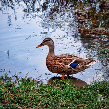 Güzel Mallard bir gölün kenarında