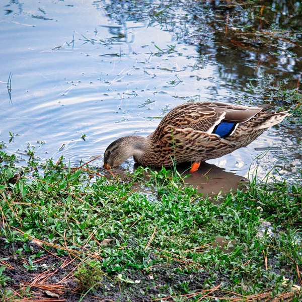 Beautiful Mallard Edge Pond — Stock Photo, Image