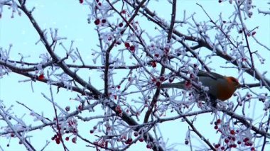 Geceleri yıldızlı bir gölün üzerinde uçan martıların döngüsü.