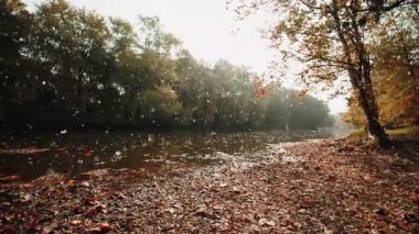 Sisin içindeki sonbahar ormanı