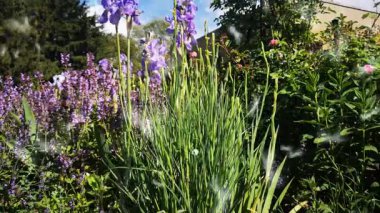 Karahindiba Tohumları Mor Çiçeklerin üstüne yağıyor