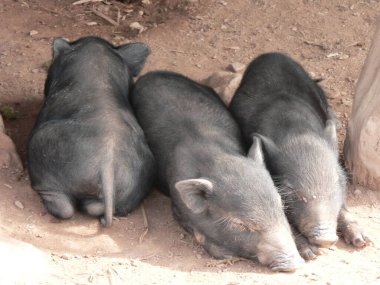 Hmong köyünde uyuyan üç şirin domuzcuk, Luang Namtha, Kuzey Laos.