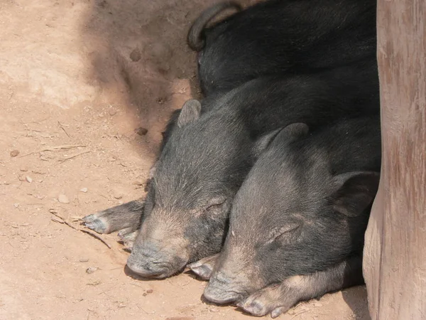 Close Copy Space Two Cute Little Piglets Sleeping Hmong Village — Stock Photo, Image