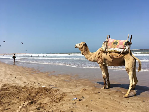 Kamel Strand Essaouira Marokko Mit Viel Kopierraum Hochwertiges Foto — Stockfoto