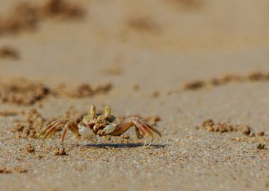 Tayland kumlu plaj boyunca deniz yengeç çalışır.