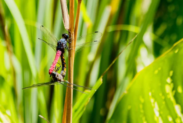 Dragonfly Saison Des Amours Dans Nature Fond — Photo