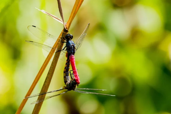 Dragonfly Saison Des Amours Dans Nature Fond — Photo