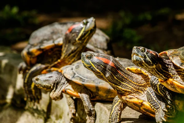 Small Freshwater Turtles Warm Sun — Stock Photo, Image