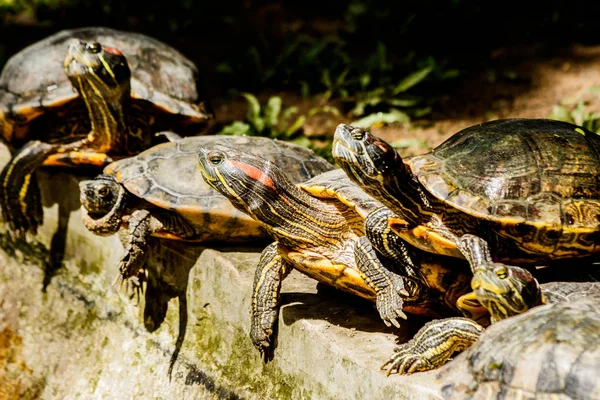 Small Freshwater Turtles Warm Sun — Stock Photo, Image