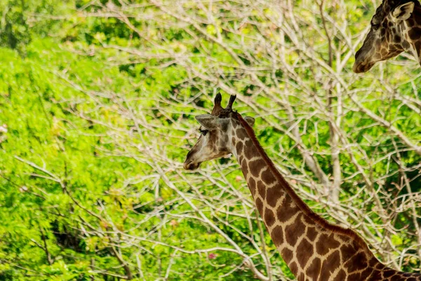 Head Closeup Giraffe Walking Forest — Stock Photo, Image