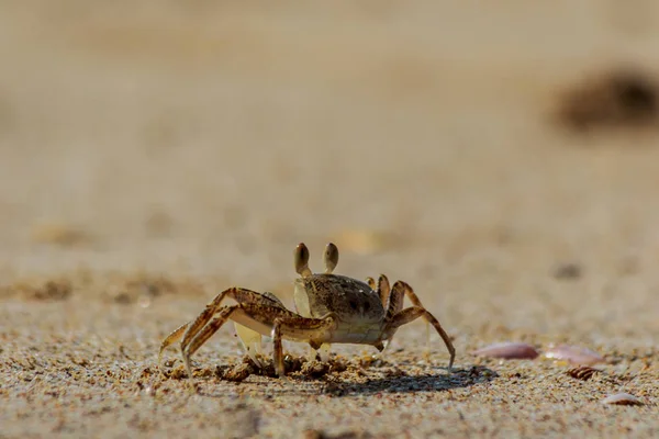 Καβούρι Στη Θάλασσα Που Τρέχει Κατά Μήκος Της Αμμώδους Παραλίας — Φωτογραφία Αρχείου