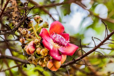 Çiçek Shorea robusta veya Sala flora Cannonball ağaç ağaç üzerinde Budist insanlar tarafından saygı