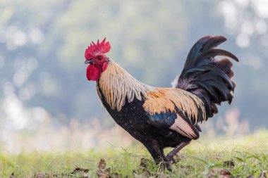 Geleneksel tavuk çiftliğinde horoz ya da tavuk