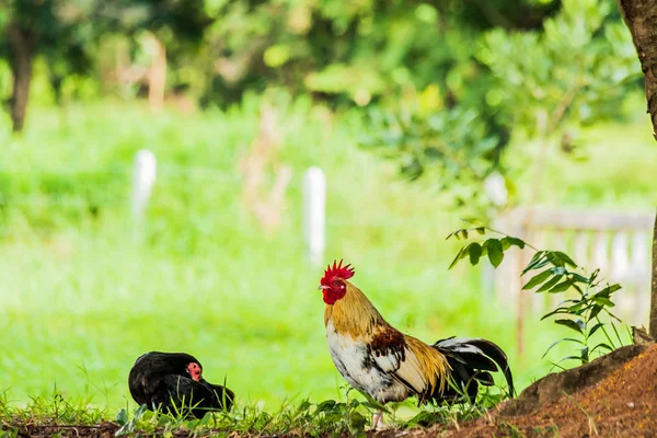 Férfi Női Csirkék Árnyékában — Stock Fotó