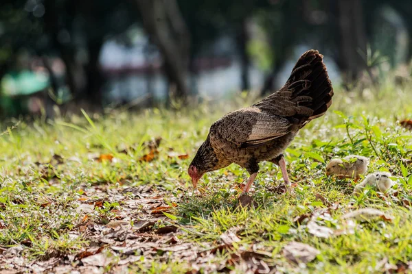 Kura Dzieckiem Kurczaki Pisklęta Stojący Hidding Razem Farmie — Zdjęcie stockowe