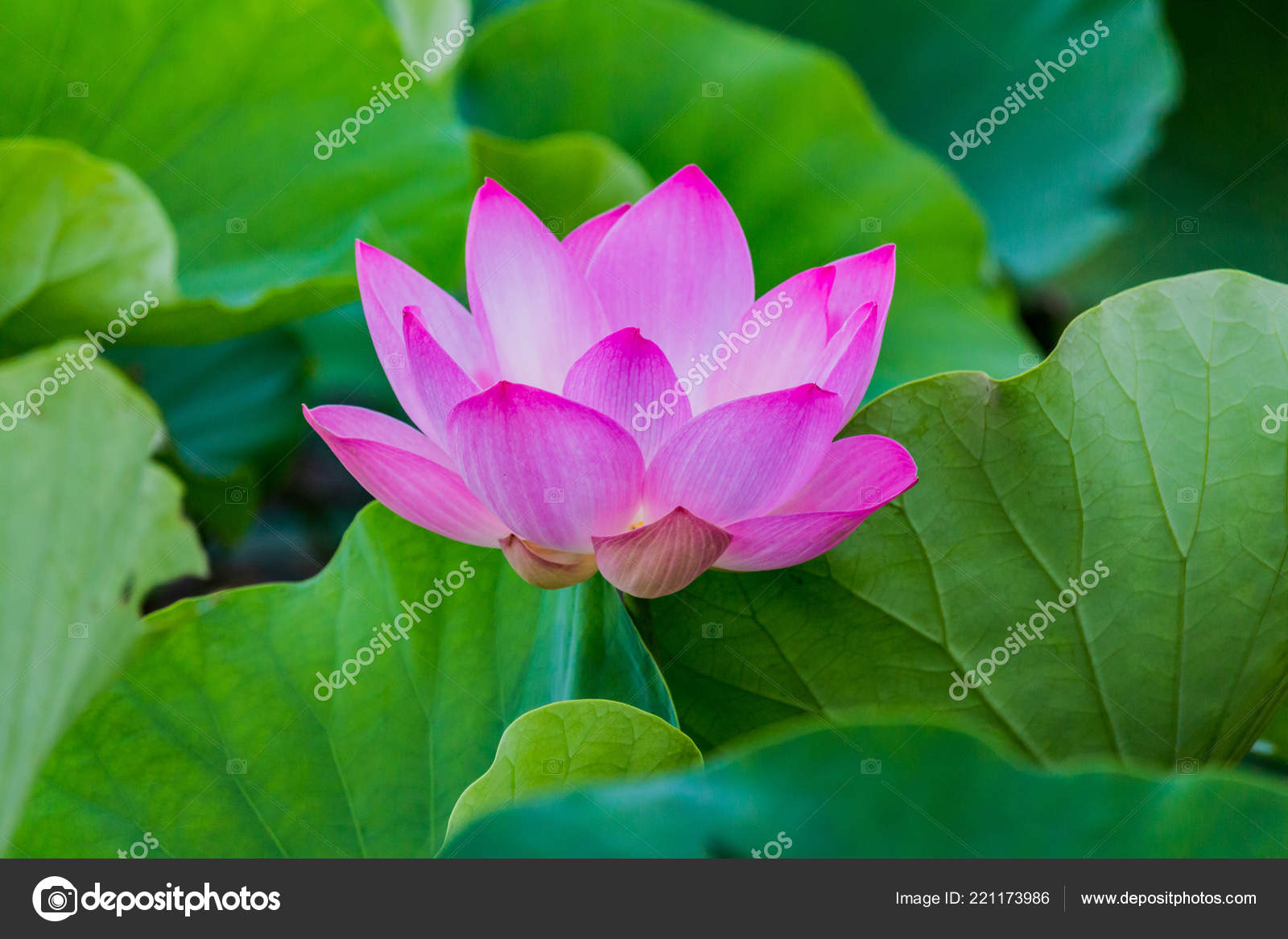 Fleur Lotus Rose Des Plantes Fleur Lotus Photographie