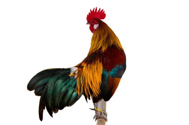 Horoz tavuk izole whitebackground withclippingpath