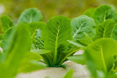 Büyüyen bitkiler sebze salatası çiftlik suda yöntemi