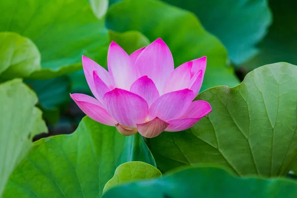 Рожева Квітка Лотоса Квіти Лотоса — стокове фото