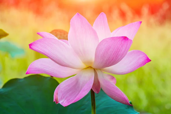 Rosa Lotusblume Und Lotusblume Pflanzen — Stockfoto