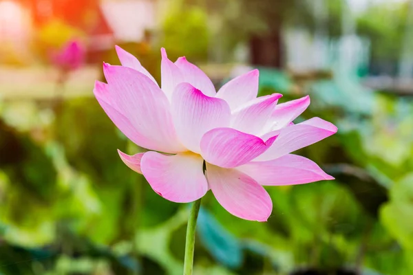 Rosa Lotusblume Und Lotusblume Pflanzen — Stockfoto