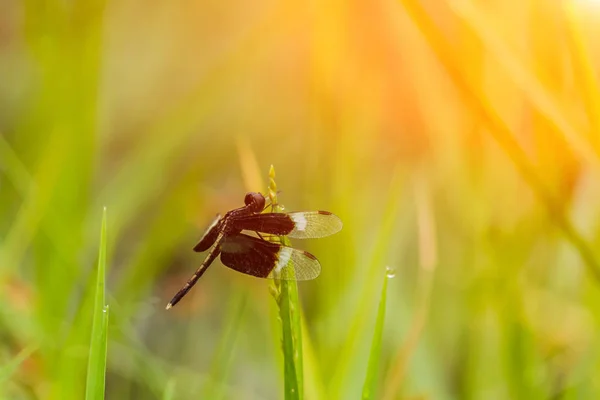 Libellula Nera Nell Erba Verde Luce Del Sole — Foto Stock