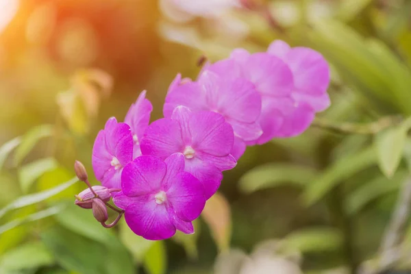 Красива Рожева Орхідея Розмитим Тлом — стокове фото