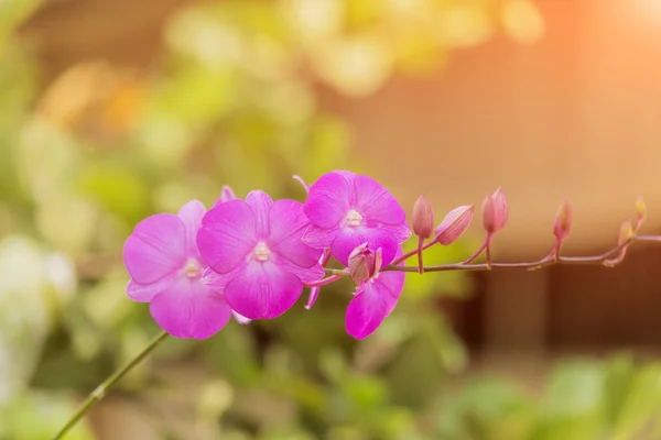 Красива Рожева Орхідея Розмитим Тлом — стокове фото